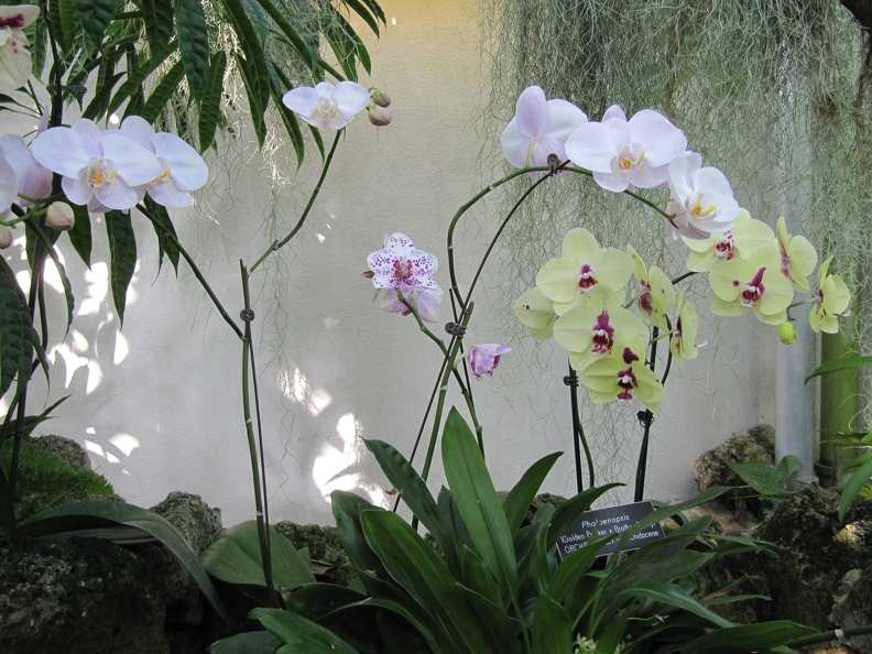 Orchids at Botanical Gardens near Capitol